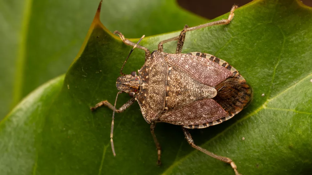 Close-up of the brown marmorated stink bug (Halyomorpha halys), an invasive insect from Asia, known to affect crops and spread rapidly in natural and urban environments. / Foto: Colombe Photographie