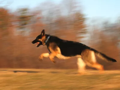 Nem&scaron;ki ovčar. Foto: Reuters/Alamy