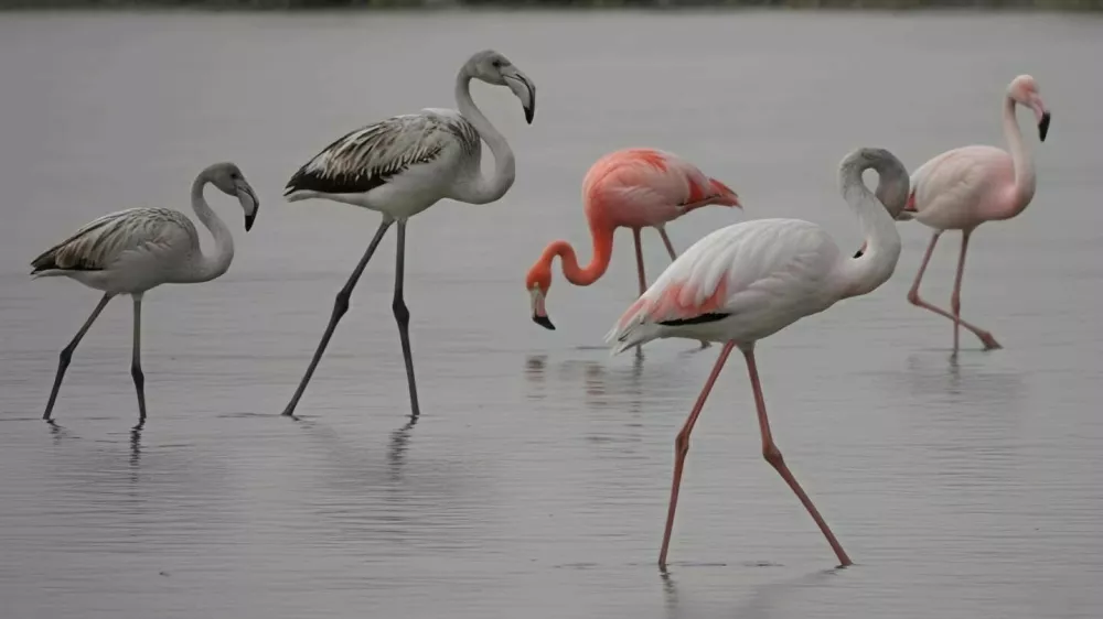 V Krajinskem parku Secoveljske soline so v zadnjih oktobrskih dneh med jato navadnih plamencev opazili tudi ameriskega plamenca. To vrsto z latinskim imenom Phoenicopterus ruber so v Sloveniji opazili sploh prvic. Foto: M. Zajc/Krajinski park Sečoveljske soline