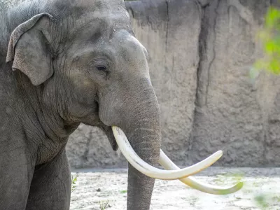 Afri&scaron;ki slon. Simbolična