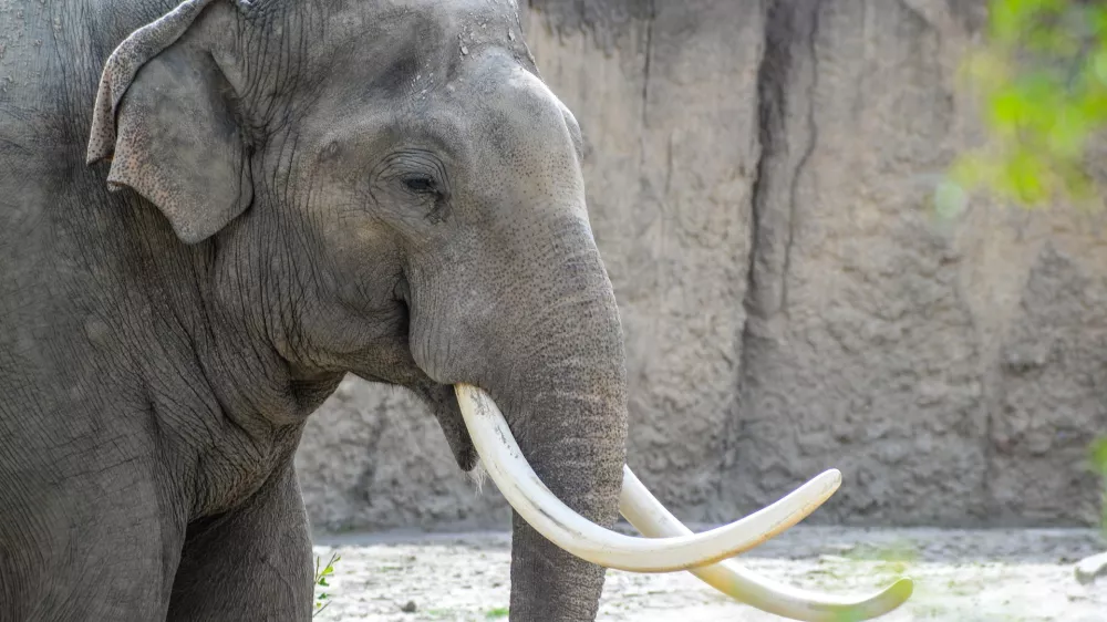 Afri&scaron;ki slon. Simbolična