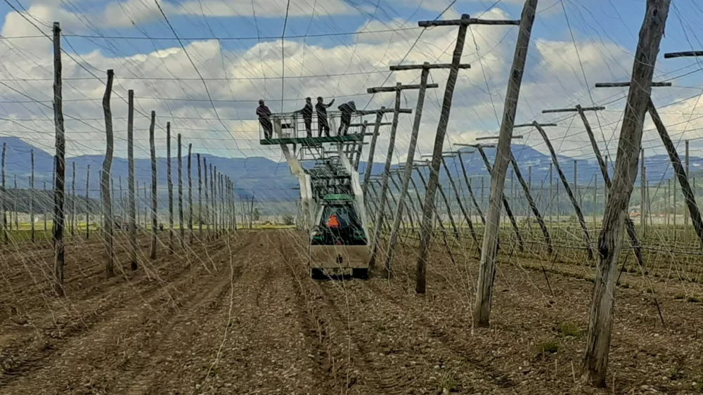 Savinjska dolina, hmelj, hmelji&scaron;če, name&scaron;čanje vodil. Foto. Tatjana Pihlar 