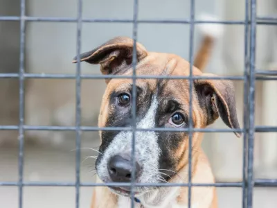 Shelter for homeless dogs, waiting for a new owner