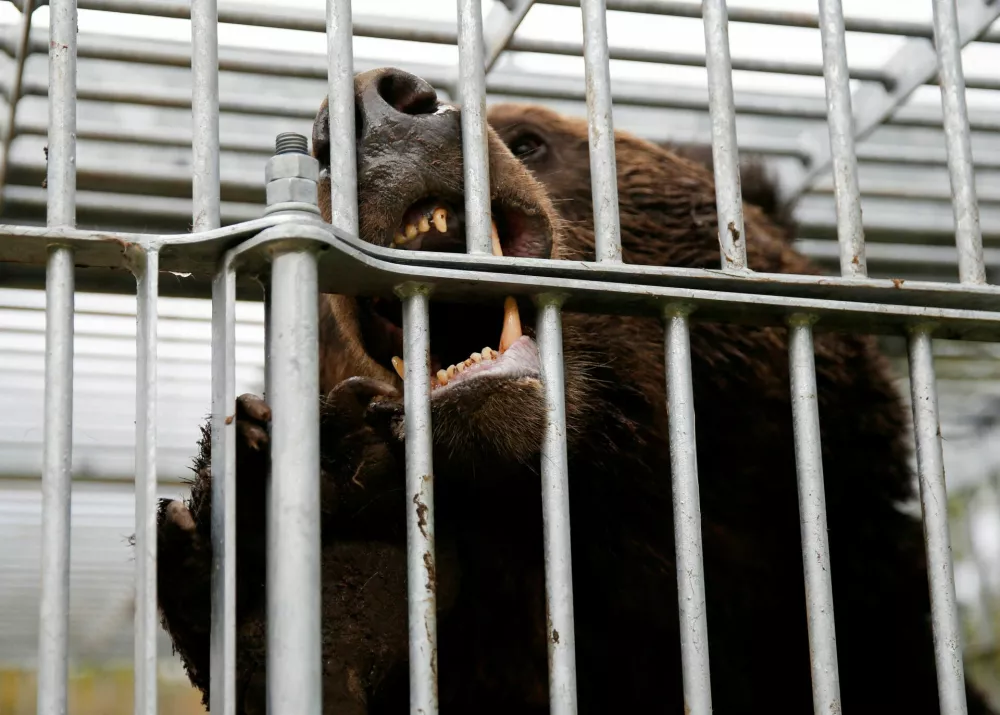 FILE PHOTO: A brown bear gnaws at the cage it is trapped in in Sunagawa, Hokkaido Prefecture, Japan October 16, 2024. REUTERS/Sakura Murakami/File Photo