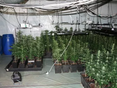 &Scaron;marski policisti so v Kozjem odkrili prostor, v katerem je 42-letnik prideloval konopljo. 