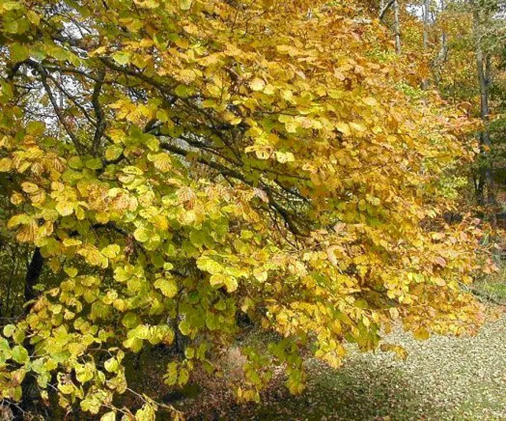 md marantav grmovnice nepozebnik