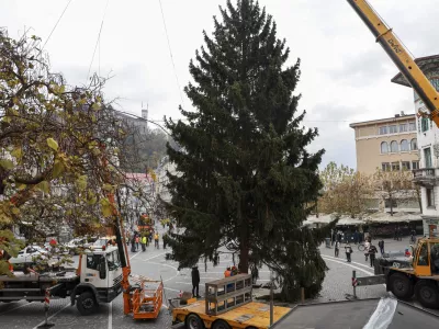 - Pre&scaron;ernov trg - Novoletna jelka Tina - postavljanje smreke namenjene decembrskemu in novoletnemu okrasu - ﻿- 20.11.2023 - Praznična okrasitev Ljubljane - priprave na Veseli December - božično novoletni sejem - prednovoletno okra&scaron;evanje//FOTO: Jaka Gasar