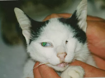 Po&scaron;kodbe zlorabljene mačke