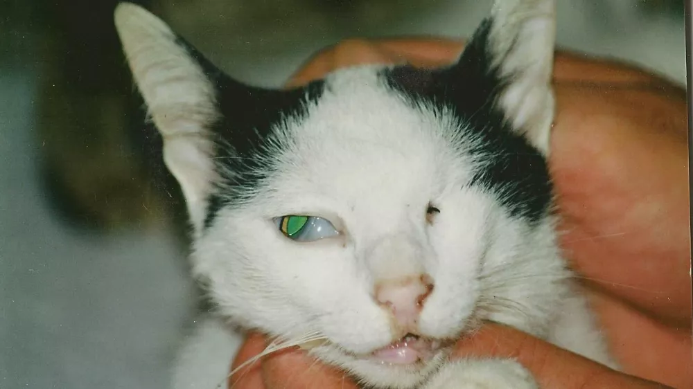 Po&scaron;kodbe zlorabljene mačke