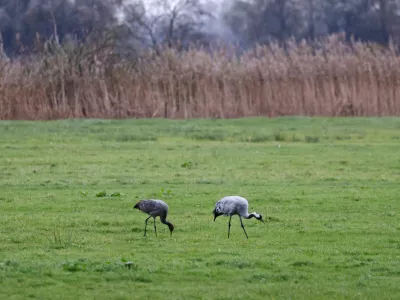FILE PHOTO: Cranes walk at a field following the outbreak of the highly contagious bird flu among cranes at a gathering place for migratory birds, near Linum, Germany, October 28, 2025.  REUTERS/Christian Mang/File Photo