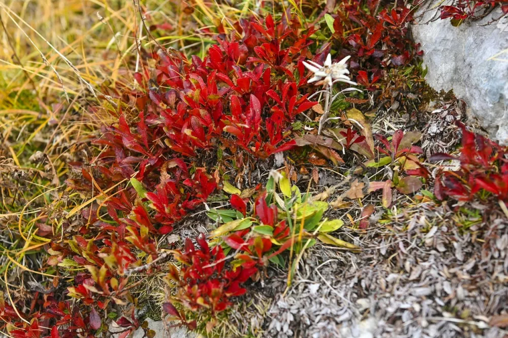 Čudovit detajl jesensko okrasje s planiko pod Adamom / Foto: Franci Horvat