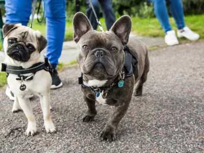 A young pug and french bulldog posing together for the camera, while being taken on a walk. / Foto: Mightypics