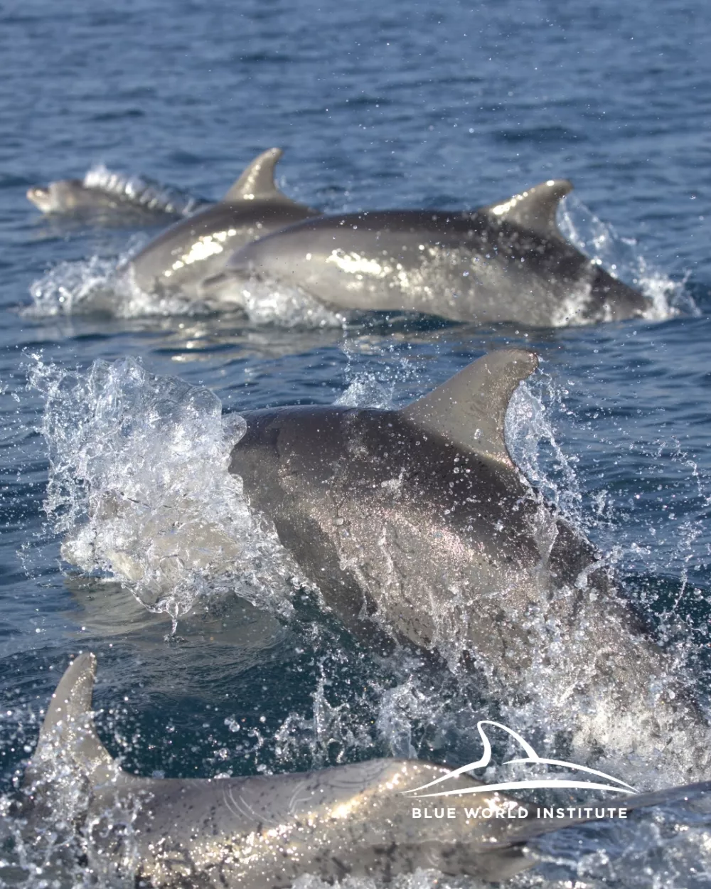 In&scaron;titut Modri svet