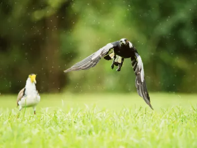Avstralska sraka med letom / Foto: Istock