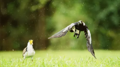 Avstralska sraka med letom / Foto: Istock