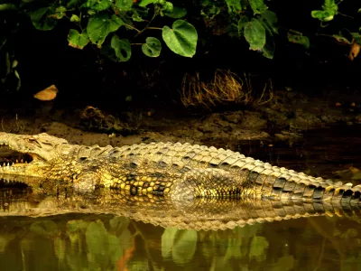 A crocodile wallows on the banks of St Lucia estuary, about 200 km (124 miles) north of the coastal city of Durban, South Africa April 12, 2006. Humans and big beasts have lived side by side in Africa since the dawn of our species, but rapid population growth is now stoking friction with dangerous animals, experts say. To match feature Demographics-Africa-Conflict. Photo taken April 12, 2006. REUTERS/Mike Hutchings