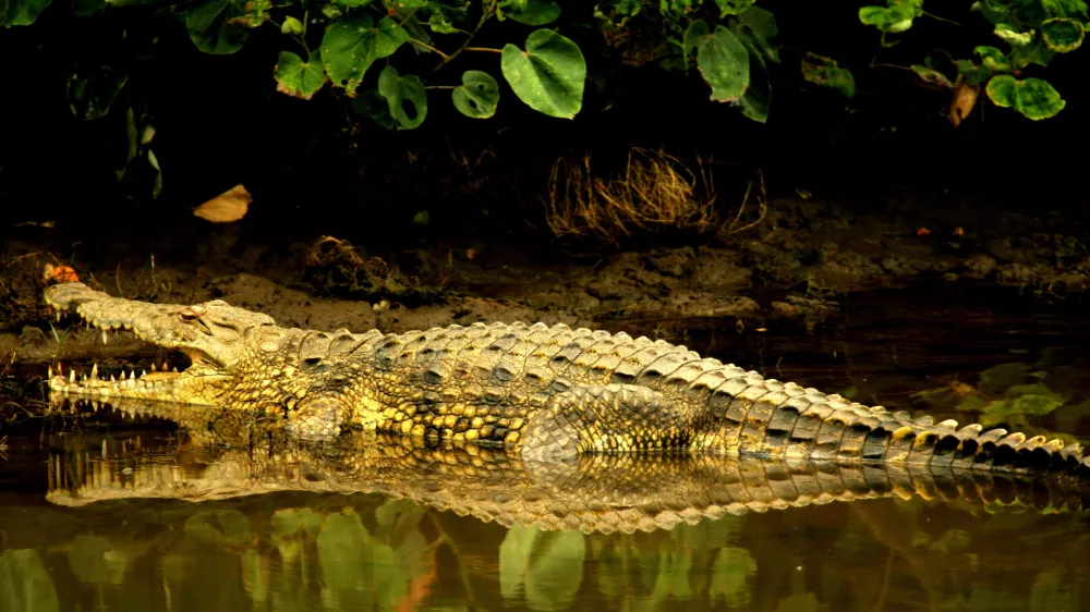 A crocodile wallows on the banks of St Lucia estuary, about 200 km (124 miles) north of the coastal city of Durban, South Africa April 12, 2006. Humans and big beasts have lived side by side in Africa since the dawn of our species, but rapid population growth is now stoking friction with dangerous animals, experts say. To match feature Demographics-Africa-Conflict. Photo taken April 12, 2006. REUTERS/Mike Hutchings