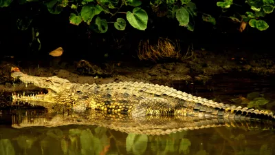 A crocodile wallows on the banks of St Lucia estuary, about 200 km (124 miles) north of the coastal city of Durban, South Africa April 12, 2006. Humans and big beasts have lived side by side in Africa since the dawn of our species, but rapid population growth is now stoking friction with dangerous animals, experts say. To match feature Demographics-Africa-Conflict. Photo taken April 12, 2006. REUTERS/Mike Hutchings