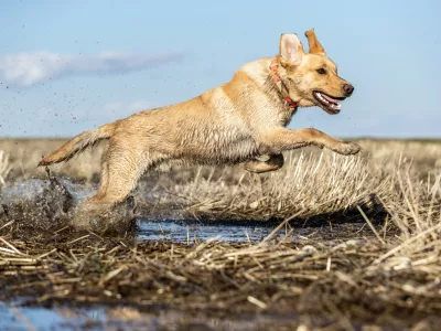 Tudi psi in orožje ne gredo najbolje skupaj. Slika je simbolična. / Foto: Istock