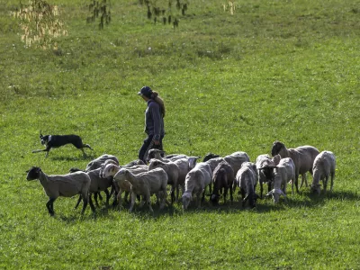 ovca ovce pa&scaron;a12.04.2025 - Ovčarska Spring Trial 2025 &ndash; Mednarodna tekma v pa&scaron;nji ovac v Sloveniji - Klub pa&scaron;nih psov Slovenije - pasma Border CollieFoto: Luka Cjuha