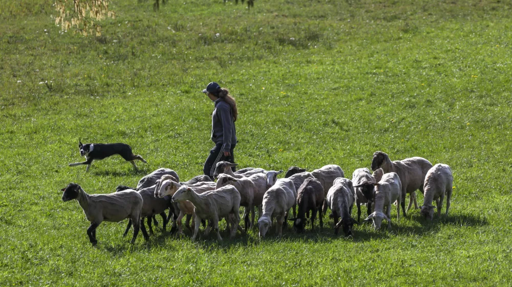 ovca ovce pa&scaron;a12.04.2025 - Ovčarska Spring Trial 2025 &ndash; Mednarodna tekma v pa&scaron;nji ovac v Sloveniji - Klub pa&scaron;nih psov Slovenije - pasma Border CollieFoto: Luka Cjuha