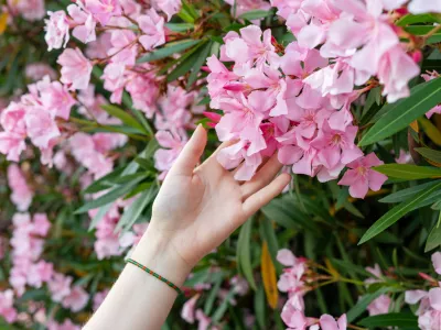 Ta rastlina je naravnost čudovita, toda &hellip;