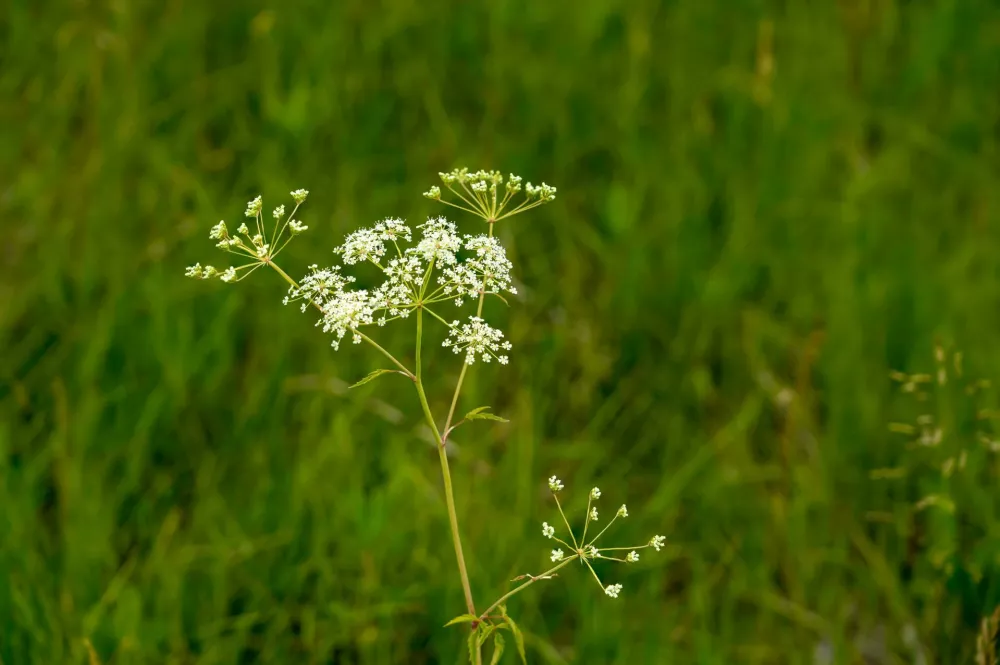 Trobelika. Foto: Reuters/Alamy