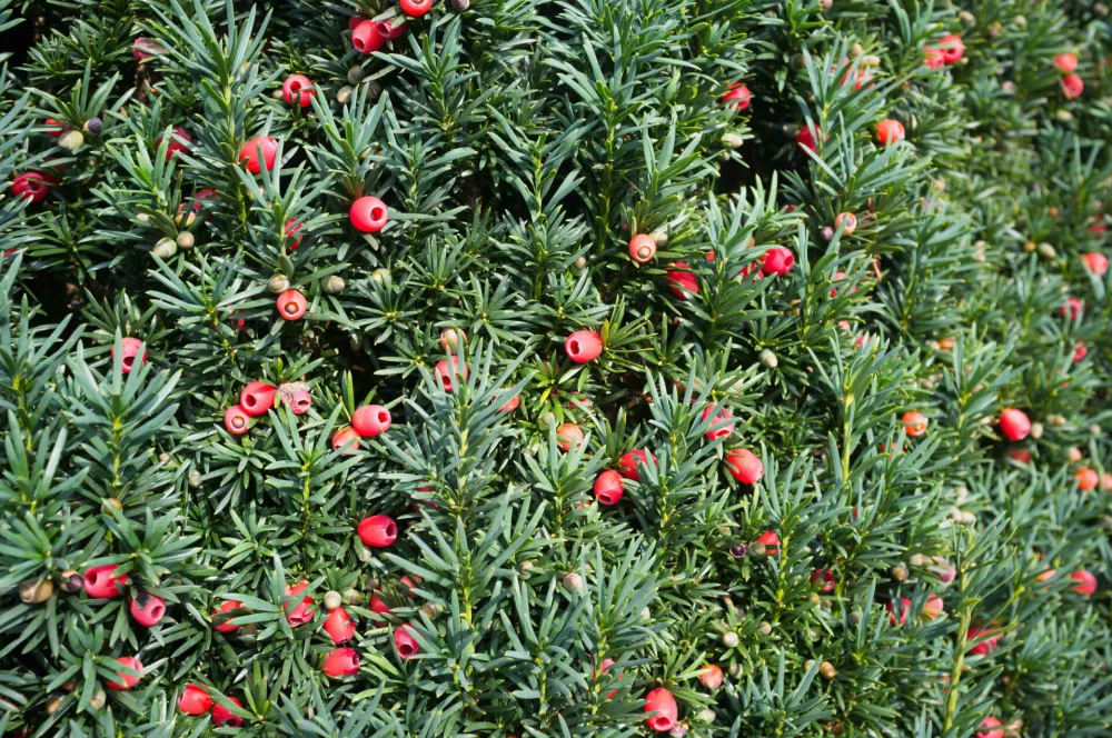 Tisa. Foto: Reuters/Alamy