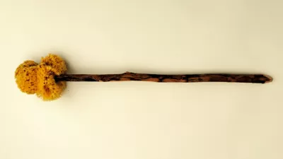 Primerek ksilospongija / Foto: Wikipedia/dickson Herdemerten