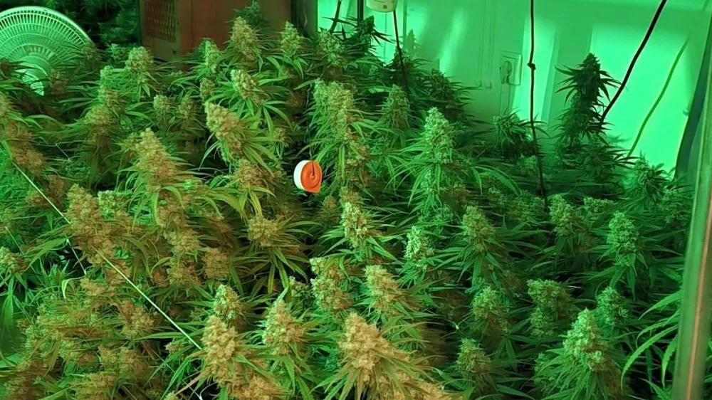 Na Vrhniki so zasegli večje količine konoplje. 