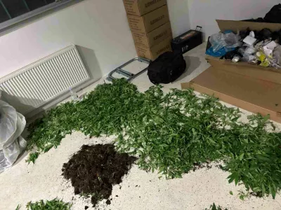 Policisti so v Trzninu zasegli več kot 250 sadik konoplje. 