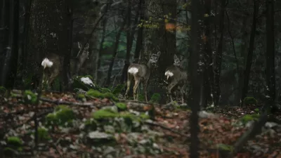 divjad - srne - srnjad - srna- 11.1.2014 - Lovi&scaron;če z posebnim namenom (LPN) v območni enoti Snežnik - lovna povr&scaron;ina - lovstvo - divjad//FOTO: Luka Cjuha / Foto: Luka Cjuha
