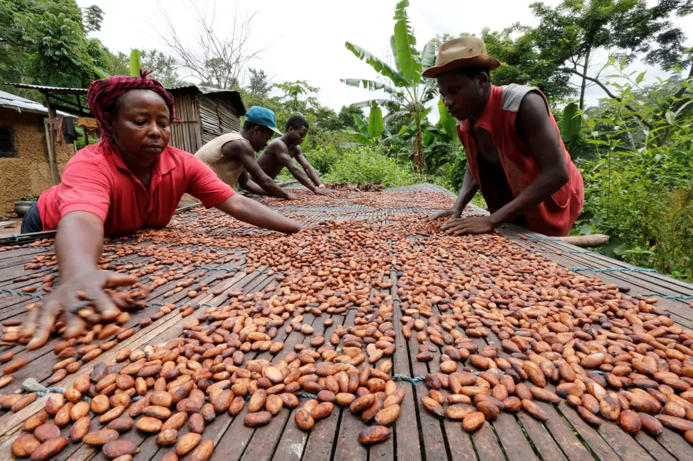 FILE PHOTO: People work with cocoa beans in Enchi June 17, 2014.    REUTERS/Thierry Gouegnon/File Photo