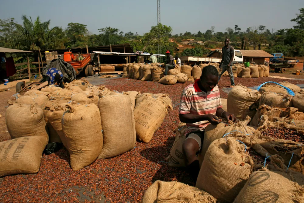FILE PHOTO: Men work on sacks of cocoa beans in Kahin village at the edge of Scio forest reserve in Duekoue, Ivory Coast February 9, 2018. REUTERS/Luc Gnago/File Photo
