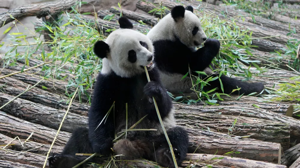 FILE - Viewed through a glass panel, male panda Yuan Zi, right, and female Panda Huan Huan, eat bamboo at the Zoo Parc de Beauval in Saint-Aignan, central France, on Tuesday, Jan. 17, 2012. (AP Photo/Michel Euler, File)