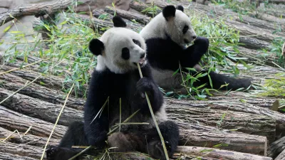FILE - Viewed through a glass panel, male panda Yuan Zi, right, and female Panda Huan Huan, eat bamboo at the Zoo Parc de Beauval in Saint-Aignan, central France, on Tuesday, Jan. 17, 2012. (AP Photo/Michel Euler, File)