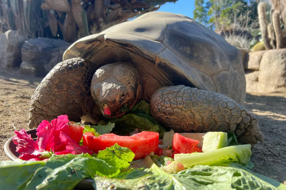 This photo provided by the San Diego Zoo Wildlife Alliance shows Gramma, a Galapagos tortoise and the oldest animal at the San Diego Zoo, eating at the San Diego Zoo in San Diego, Oct. 30, 2024. (San Diego Zoo Wildlife Alliance via AP)