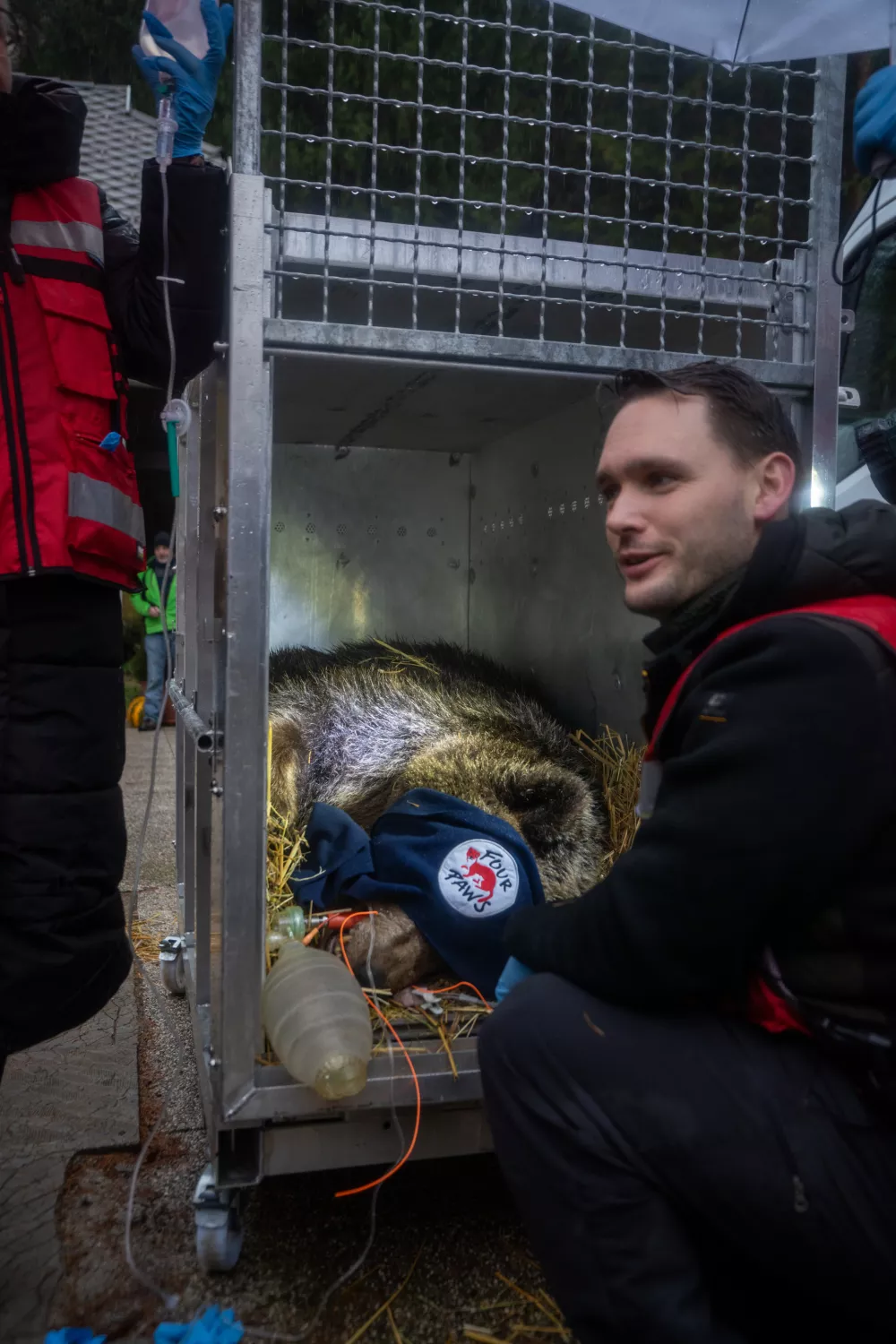 Bled, Slovenia | 2025 11 25 | Rescue of Bear Mici from private keeping in Slovenia. A FP team and veterinarian Marc G&ouml;lkel immobilize the bear to load her into the transport crate. She will be transferred to BEAR SANCTUARY Arbesbach in Austria.