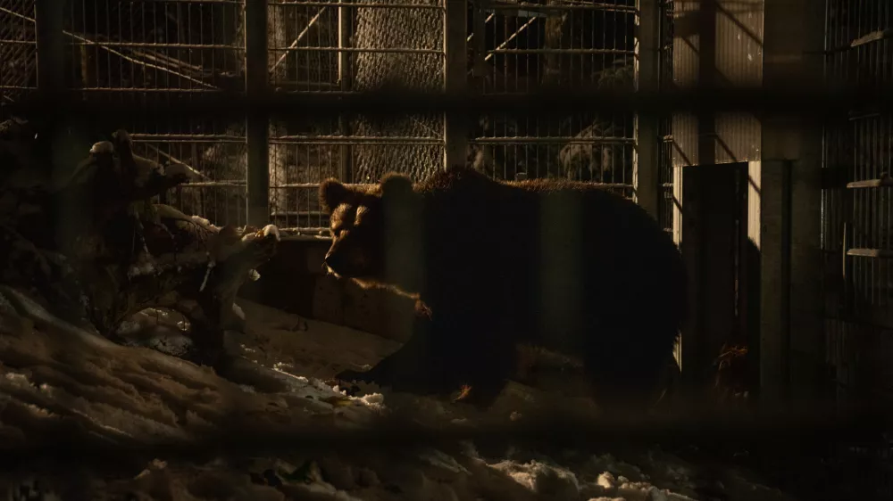 Arbesbach, Austria | 2025 11 25 | Rescue of Bear Mici from private keeping in Slovenia. A FP team and bear Mici arrive at BEAR SANCTUARY Arbesbach in Austria, where she is released into her quarantine enclosure.