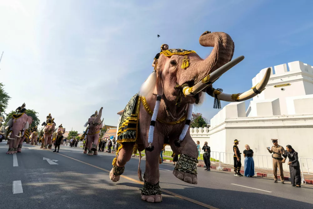 Elephant riders lead a procession of 11 white elephants to pay respect for late Queen Mother Sirikit along the Grand Palace in Bangkok, Thailand, Thursday, Nov. 27, 2025. (AP Photo/Wason Wanitchakorn)