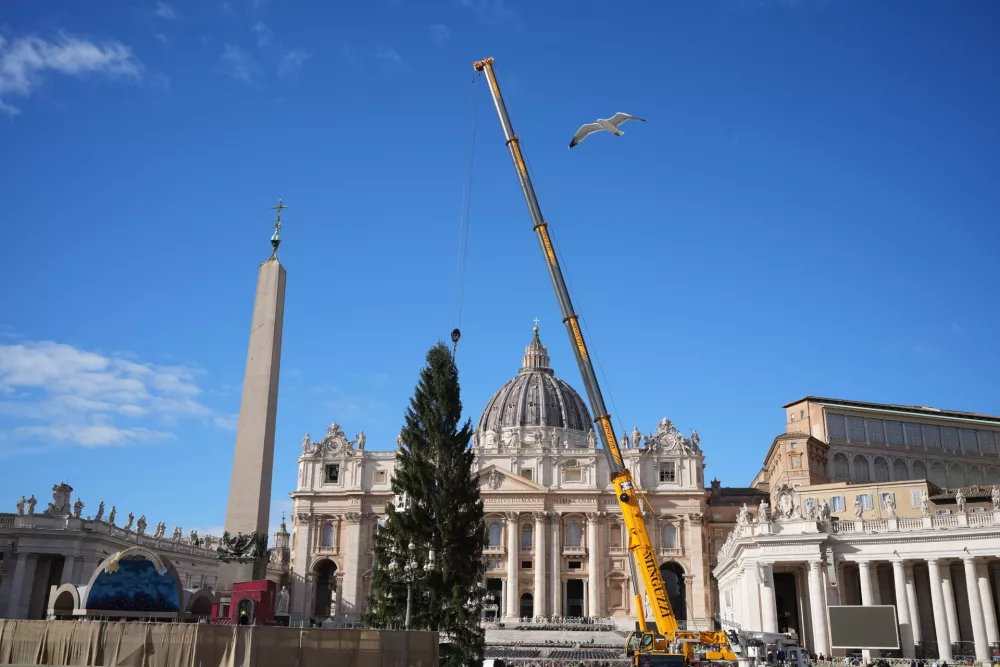 A 27-meter (88.6-foot) fir tree coming from the Alpine valley of Ultimo, Bolzano, in Trentino&ndash;Alto Adige, Italy, is lifted up in St. Peter's Square to be decorated as Christmas tree at the Vatican, Thursday, Nov. 27, 2025. (AP Photo/Alessandra Tarantino)