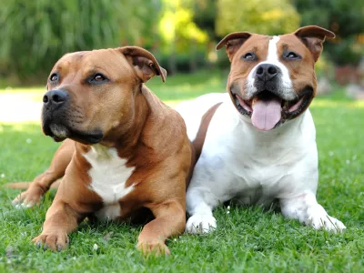 Two American Staffordshire terriers lying on the grass. / Foto: Hamikus
