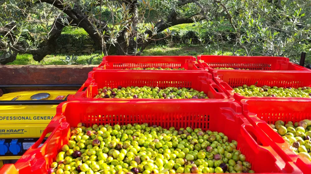 oljke oljčnik Koper / Foto: Katja Gle&scaron;čič 