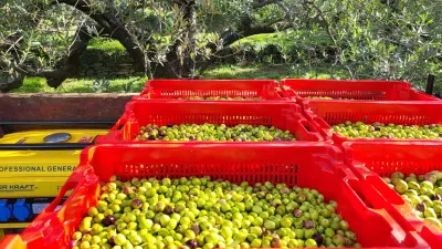 oljke oljčnik Koper / Foto: Katja Gle&scaron;čič 