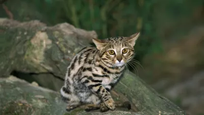 Videti je tako nebogljena … / Foto: Istock