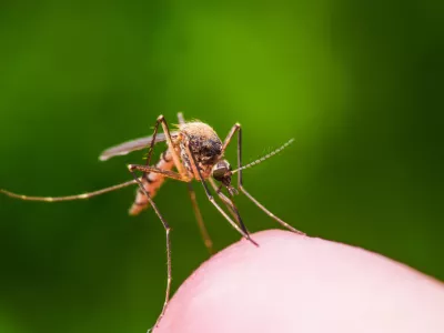 Macro Photo of Yellow Fever, Malaria or Zika Virus Infected Mosquito Insect Bite on Green Background
