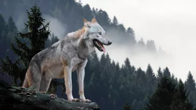 Timber wolf hunting in mountain / Foto: Byrdyak