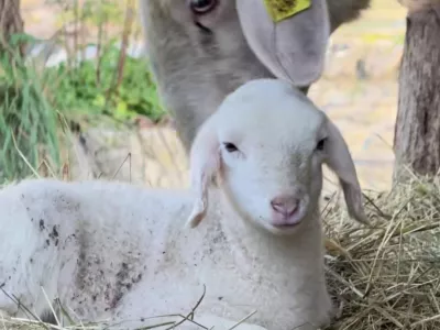 Mali belček s planinskim srcem je novi zvezdnik ZOO Ljubljana,. Foto: posnetek zaslona