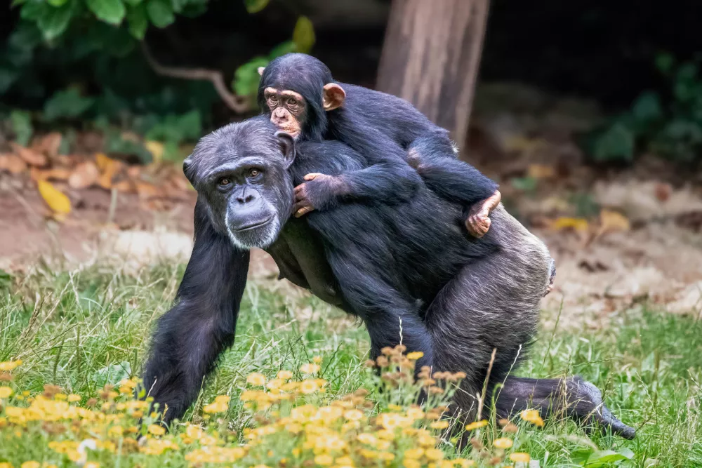 a young chimpanzee being carried on the back of its mother / Foto: Adrian Dockerty