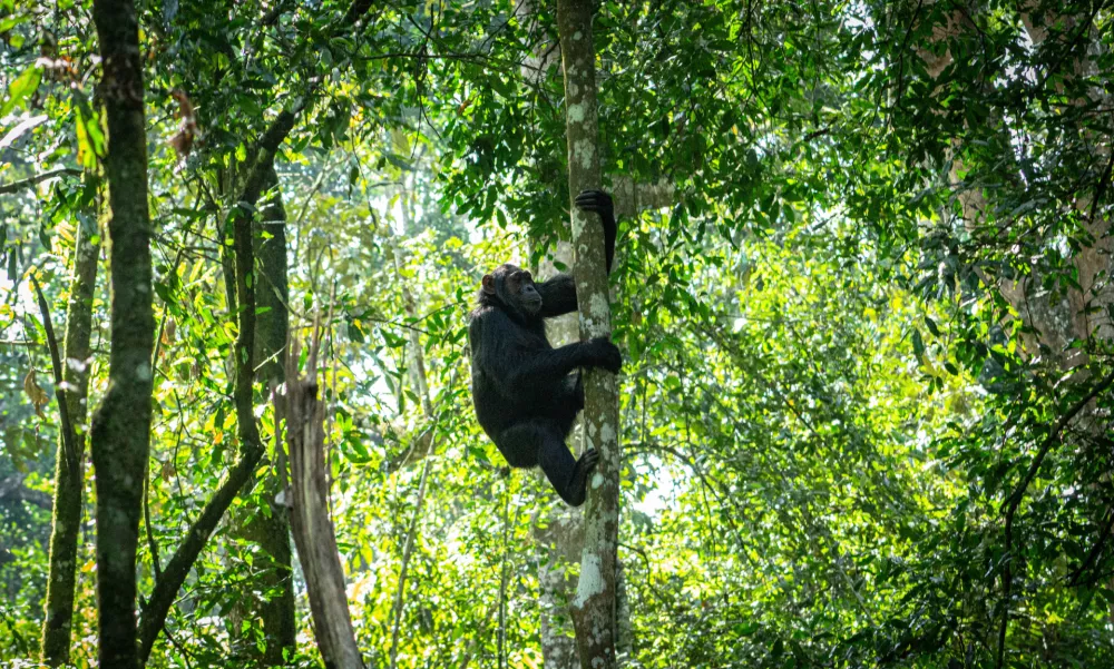 Chimpanzees in the trees in Kibale National Park in Uganda, Africa / Foto: Fiona Miller